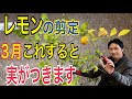 【レモン剪定】3月にこう切ると実がつきます！【園芸】【ガーデニング】