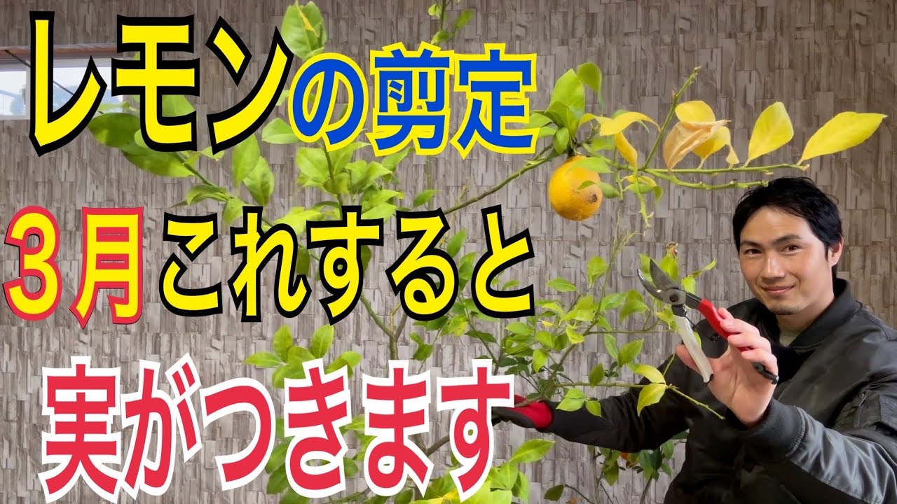 Lemon Pruning] Pruning like this in March will encourage fruit