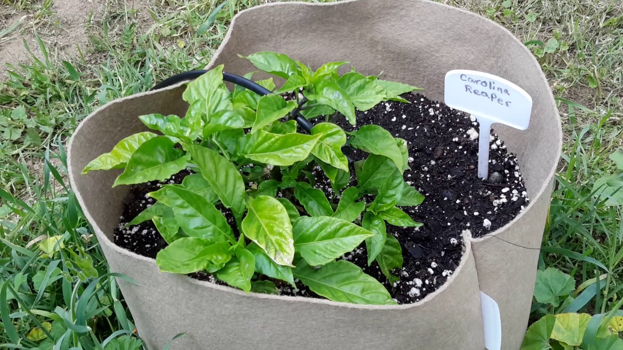 2017 Pepper Season Update #4 - YouTube