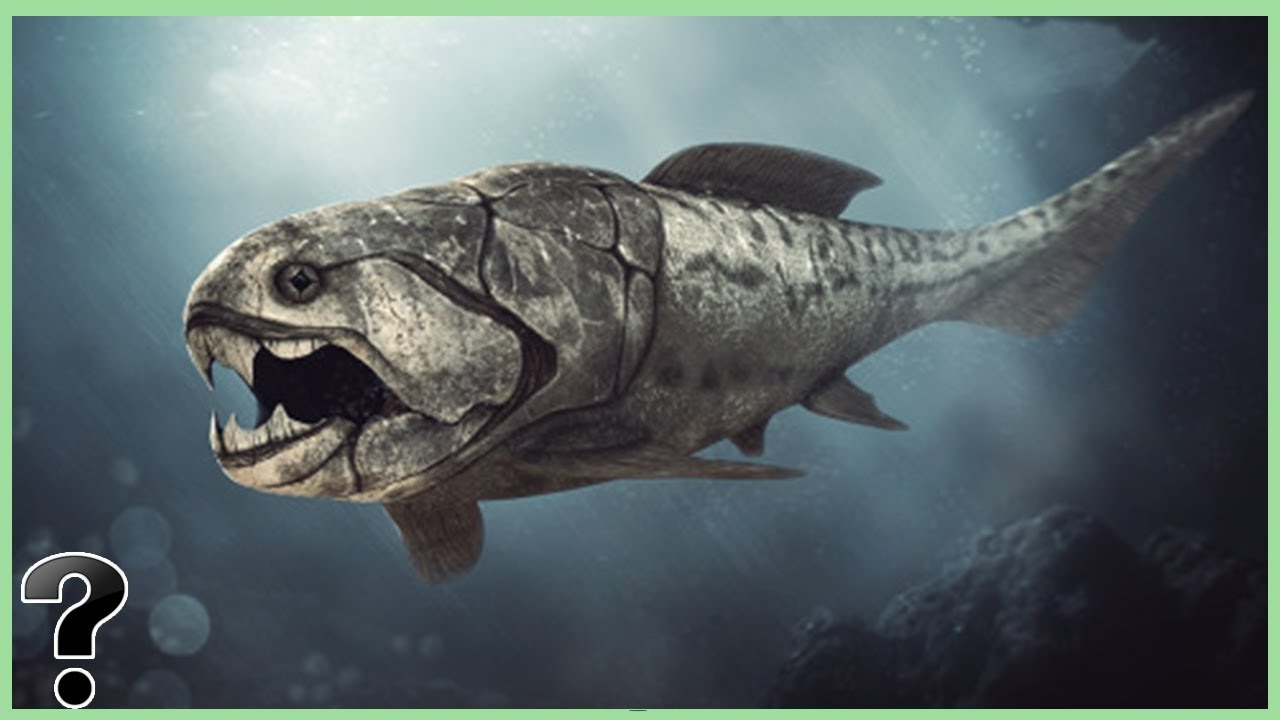 Ocean predator I just discovered. Reminds me of dunkleosteus in a