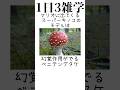 【トリビア】マリオに関する雑学 #shorts #short #shortsvideo #マリオ