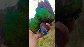Poin Burung Punai Tanah Jantan berburuburungpunai burung menjaringburung punai mikatburung