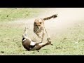 Cheetahs are Incredible Predators! | Wild Files with Maddie Moate | BBC Earth