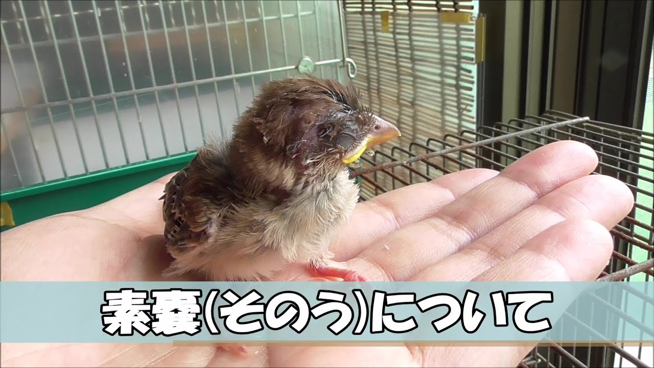 すずめ その う