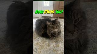 International Cat Day