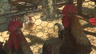 Swedish Flower Hens 1