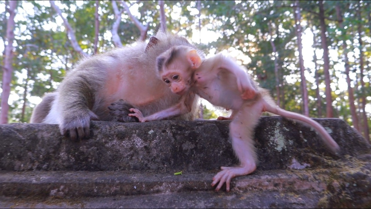 Awesome Lovely Cute Baby Boris With Mum Briana