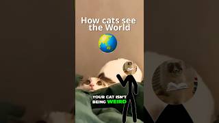Your Cat Sees More Than You!! 🐈🌃