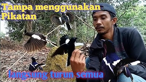 Trik mikat burung Kacer Tampa menggunakan Pikatan ‼️ sudah bisa dapat banyak