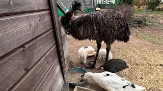 картинка: Куда подевались утки