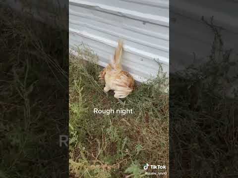 Carlos The Rooster - Are you dead?