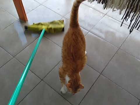 Cat Helps Sweeping Floor Youtube