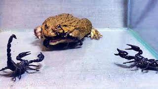 Amazing! Asian Bullfrog With Big BlackScorpion! Warning Live Feeding