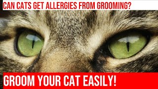 Grooming Tips for Cats: Avoiding Allergic Reactions