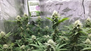 Week 6 of Flower, Belladonna prized pheno, Mars Hydro SP250, TNB Naturals