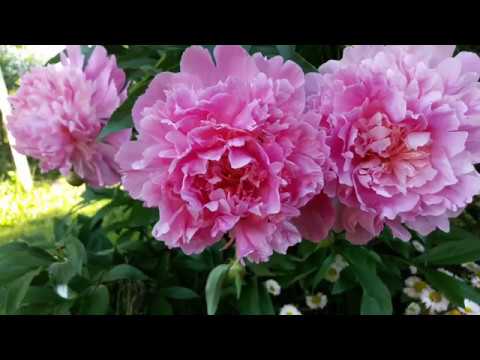 Пионы так великолепны! Цветы.