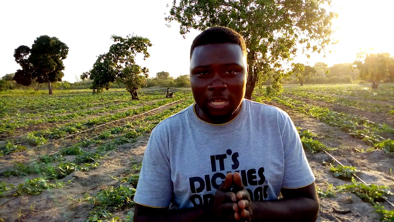 KILIMO CHA MATIKITI MAJI STAGE NO 4