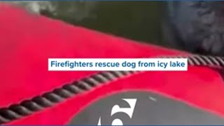 Firefighters rescue dog from icy lake