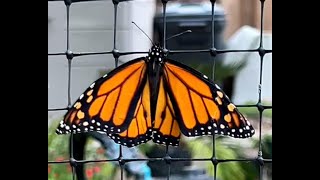 Nature:  Monarch Butterfly Climbing to Great Heights, May 14 2024