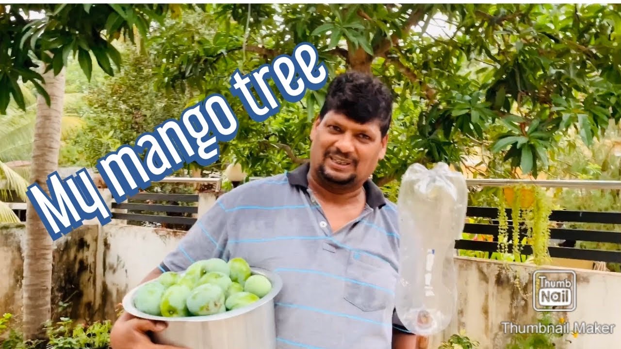 My mango tree 