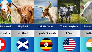 Top Famous Cattle Breeds from Different Countries Revealed! | Cattle Origins