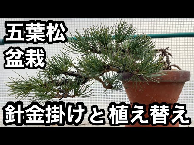 盆栽】 五葉松盆栽の針金掛けと植え替え Wiring and repotting of