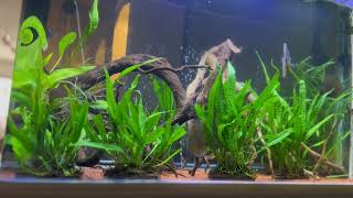 My 1000 Wild Discus Rio Xingu 50 Gallons Tank -Update After 1 Month