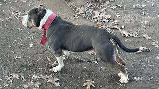 B.b.k. Out In The Yard Alone With My Boy American Bully