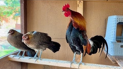 red jungle fowl, qaib qus qaib dib txuam txoov March 2, 2025