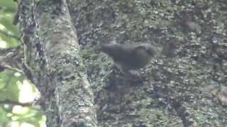 Dusky Fulvetta_ searching for worms from behind the tree bark.