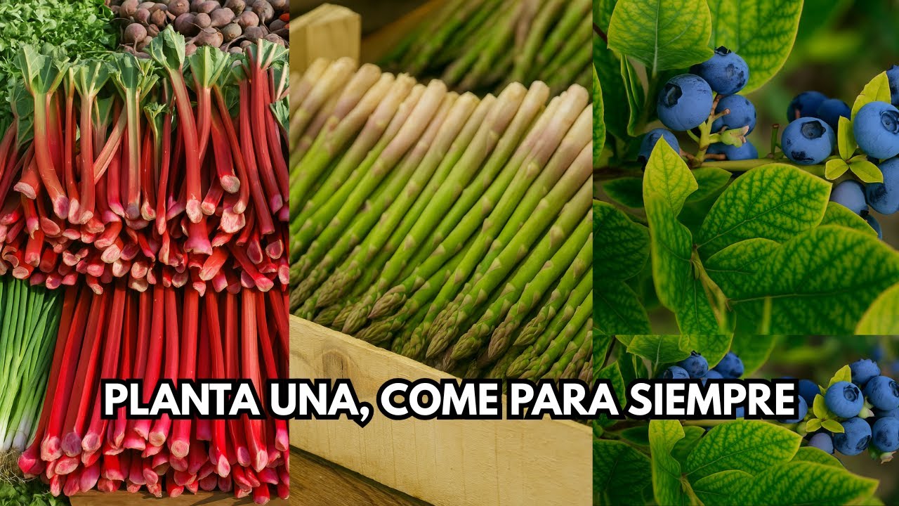 Plante estos 9 cultivos perennes UNA VEZ… ¡y coseche para siempre!