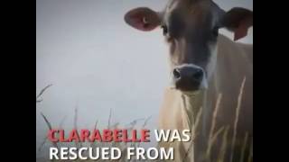 Mama Cow Hides Baby After Others Were Taken By Dairy Industry by World Animal News 3,183 views 7 years ago 1 minute, 1 second