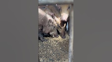 Nuôi heo rừng lai chỉ ăn cỏ với rau lời mấy chục triệu? #heorừnglai #pig #shorts