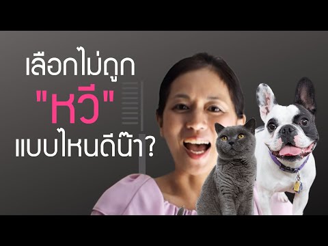 pettochi : เคล็ดลับเลือก "หวี" ให้สัตว์เลี้ยง ต้องรู้อะไร?