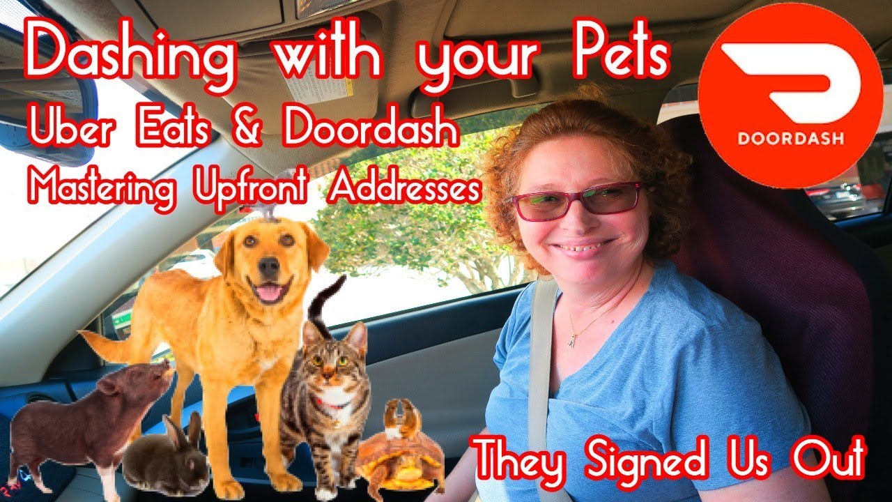 Dashing With Your Pet 🐶 Doordash YouTube