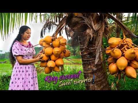 King coconuts were perfectly sweet & tender for juice, dessert as well for a curry! | Traditional Me