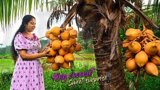 King coconuts were perfectly sweet & tender for juice, dessert as well for a curry! | Traditional Me