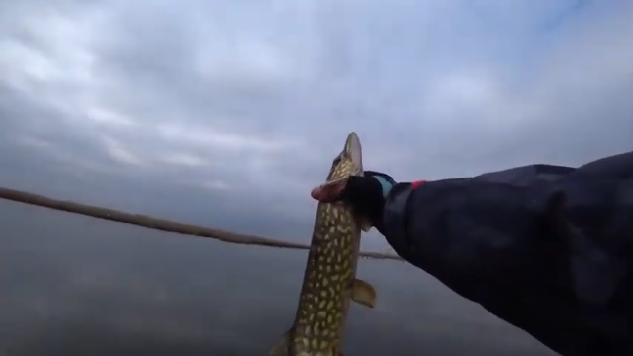 Ловля щуки на джерк!