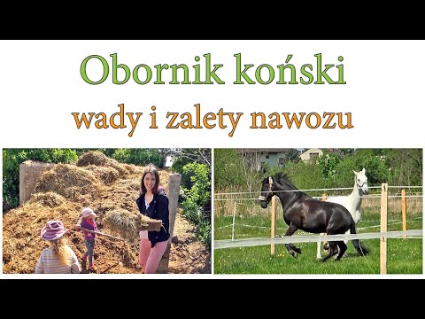 Wideo: Czy obornik jest dobrym nawozem?