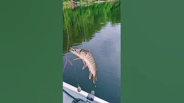 Щука сама стала живцом