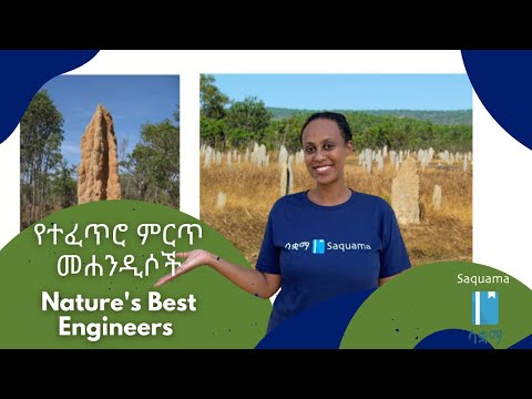 ቪዲዮ: ምስጦች እና የአናጢዎች ጉንዳኖች አንድ ናቸው?