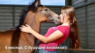 Лошадь серой масти. Афина Лошадь серой масти. Афина