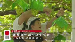 BSTBS日本遺産・葡萄畑が織りなす風景