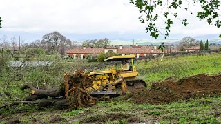 D69U Bulldozer versus Sycamore Tree