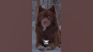 power of transformation 💀☠️ #capcut #edit#dogs#transformation #rollseditz #videoedits60 #viralvideo