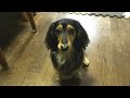 【Dog】ジョンのごはん紹介　Dog food introduction　Miniature Dachshund John