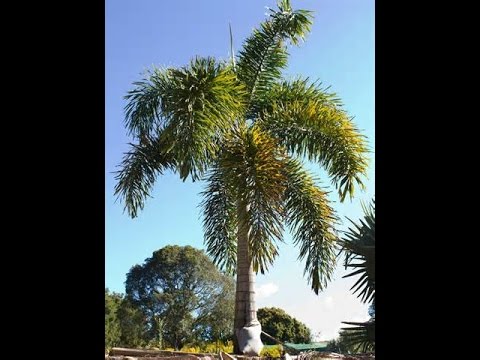 How to Grow a Foxtail Palm - It&rsquo;s EASY