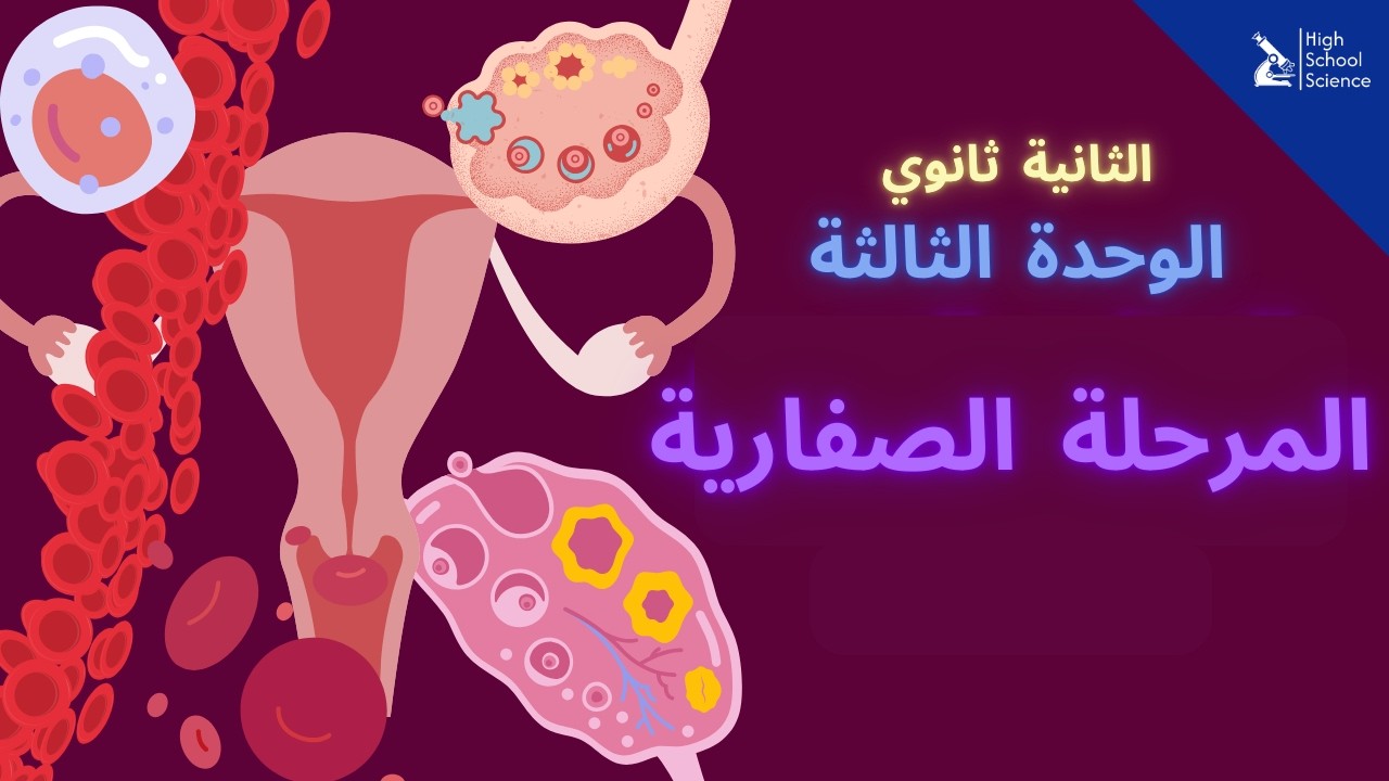 الثانية ثانوي علمي | التنظيم العصبي الهرموني | المرحلة الصفارية 💯💪🏻