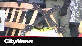 Two Moose found in NW Calgary tranquilized and relocated