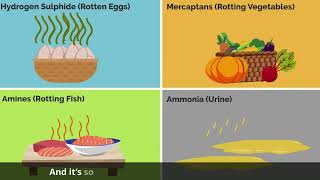 Probe Industries - Animation Showing How Our Airopure Product Destroys Odours At A Molecular Level